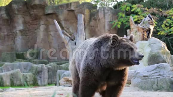 布朗熊在马德里动物园寻找食物视频的预览图