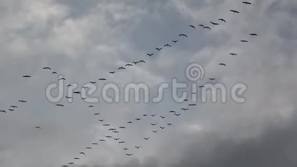 埃比河的鹤视频的预览图
