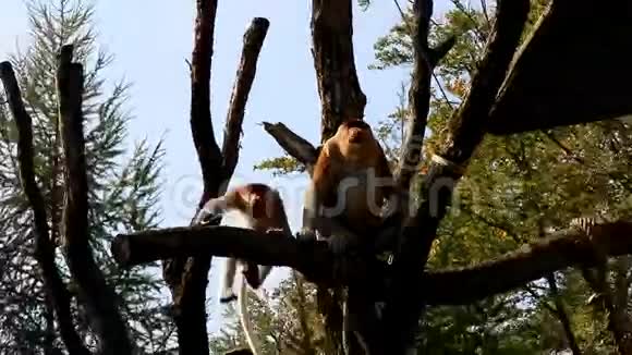 几只长鼻猴视频的预览图