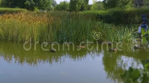 公园池塘上的鸭子视频的预览图