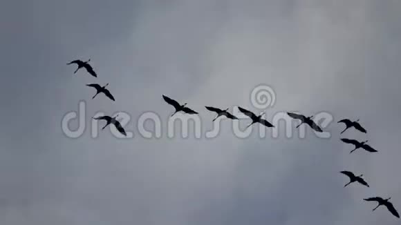 埃比河的鹤视频的预览图