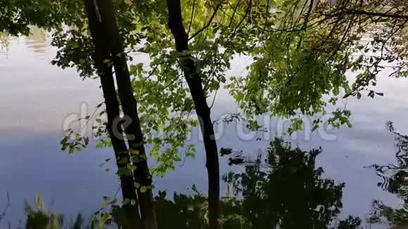 湖边的野鸭视频的预览图