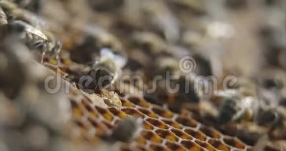 蜜蜂出生视频的预览图