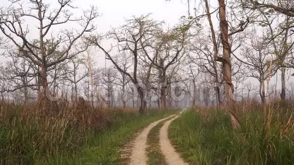 尼泊尔丛林视频的预览图