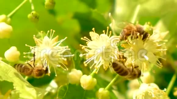 蜜蜂蜜蜂蜂花授粉开花关闭视频的预览图
