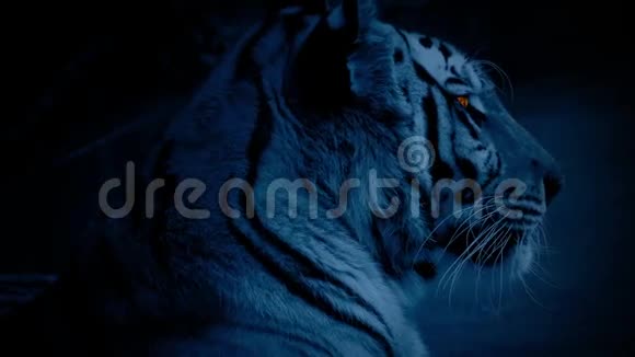 虎在夜晚眼睛发光视频的预览图