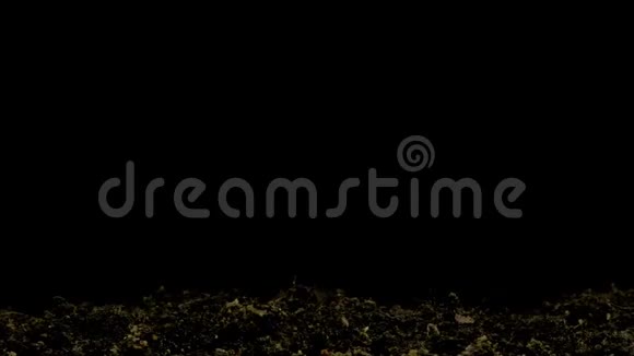 鹰嘴豆种子在黑色背景下萌发视频的预览图