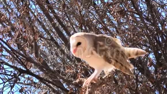 一棵树上的猫头鹰视频的预览图