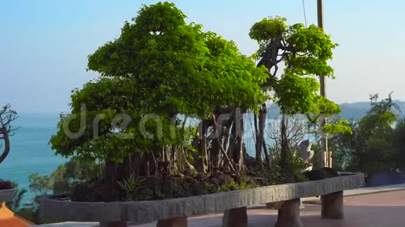 越南PhuQuoc岛上的一座芽庄寺庙HoQuoc塔内有一棵大盆景树视频的预览图