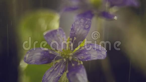雨中的紫花视频的预览图