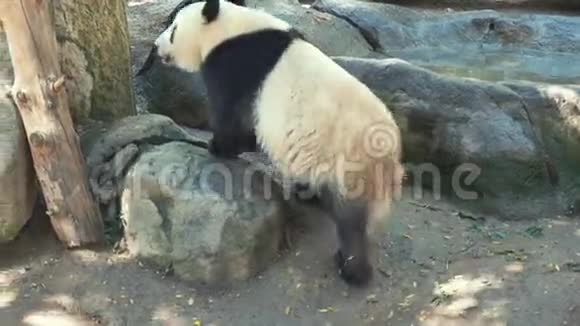 懒惰的熊猫动物视频的预览图