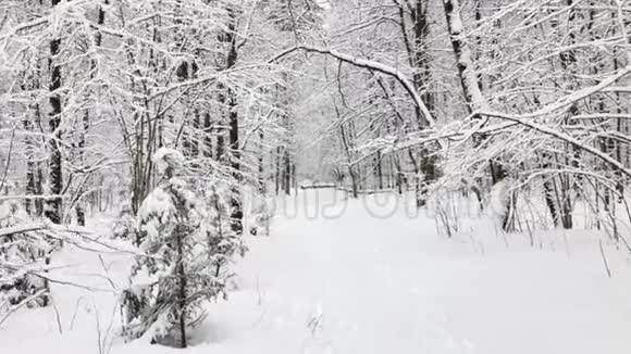 在树林里下雪视频的预览图