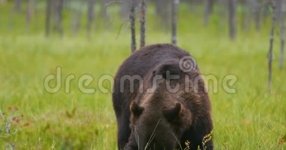 成年棕色大熊吃东西鸟儿在森林里飞来飞去视频的预览图