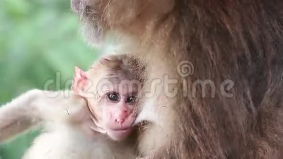 小猴子视频的预览图