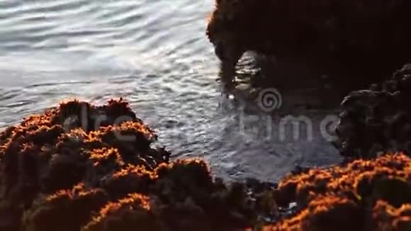 珊瑚礁之间的水3视频的预览图