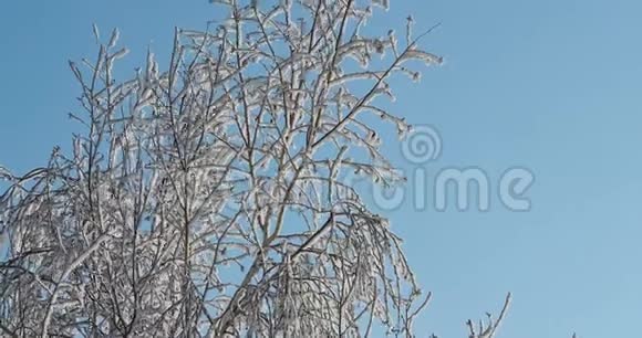 冰冻的树视频的预览图