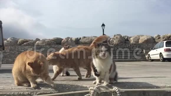 饥饿的猫在希腊港口遇见渔夫船视频的预览图