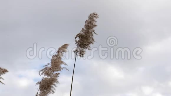 湖边的芦苇视频的预览图