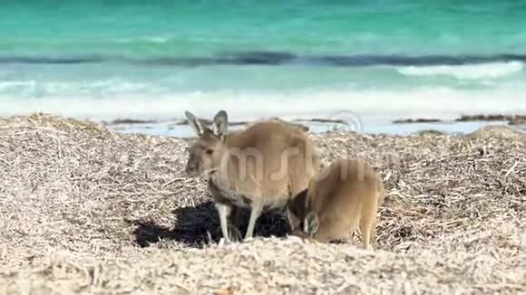 幸运湾海滩上的袋鼠妈妈和小袋鼠正在大角国家公园观看镜头视频的预览图