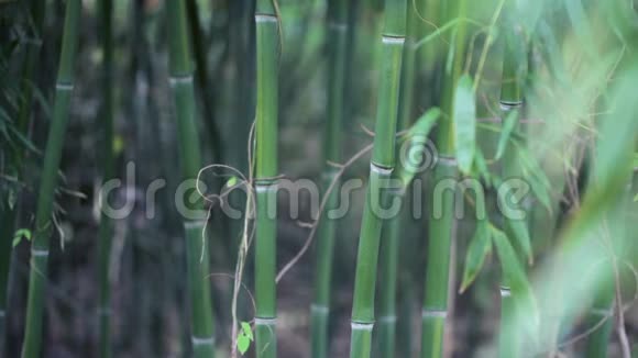 竹类植物视频的预览图
