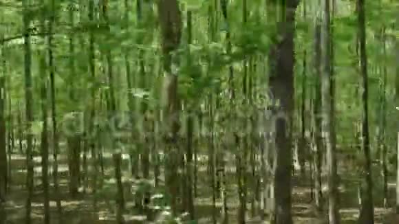 在森林里兜风视频的预览图
