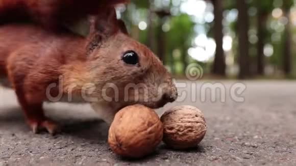 带坚果的松鼠在森林里视频的预览图