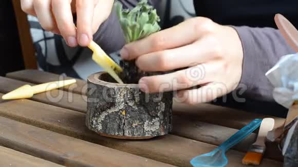 这位女花匠把肉质植物种在一个木制花盆里特写镜头角度视角视频的预览图