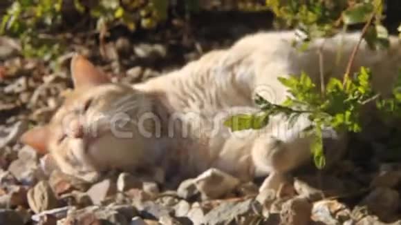 猫金白色6248视频的预览图