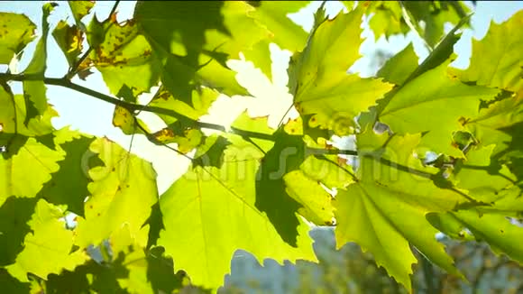 太阳和树叶在4K视频的预览图