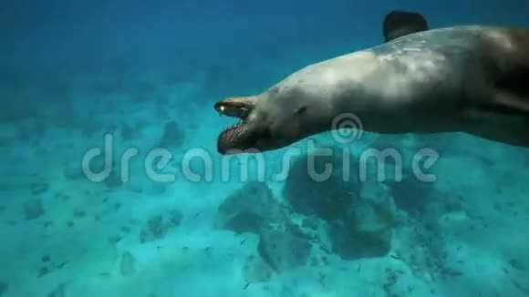 海狮在水下玩卵石视频的预览图