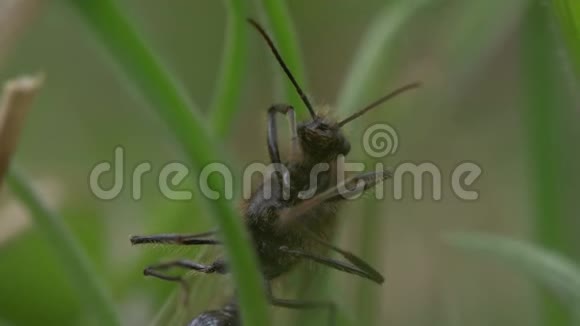 蚂蚁和翅膀视频的预览图