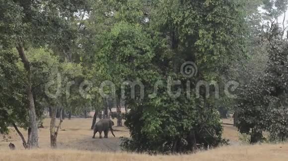 印度国家公园森林中的印度大象视频的预览图