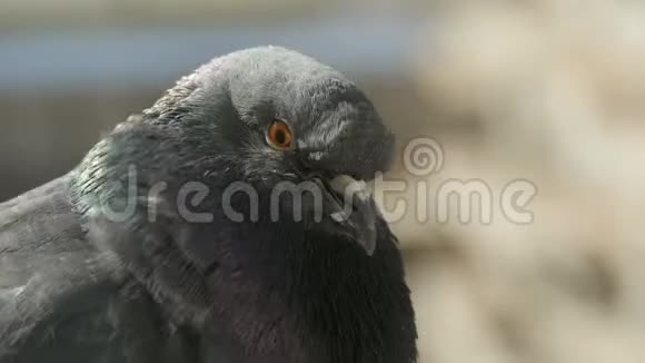 灰色的鸽子头视频的预览图