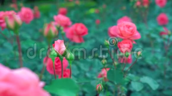 雄伟的粉红色玫瑰盛开的花朵柔嫩的花朵娇嫩的自然灌木植物在植物园的4k近距离拍摄视频的预览图
