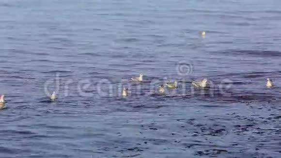 水上海鸥视频的预览图