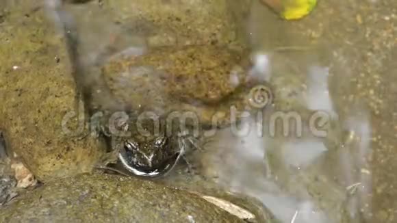 皱巴巴的青蛙视频的预览图