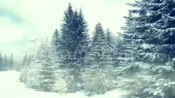 在树上下雪冬天在山上视频的预览图