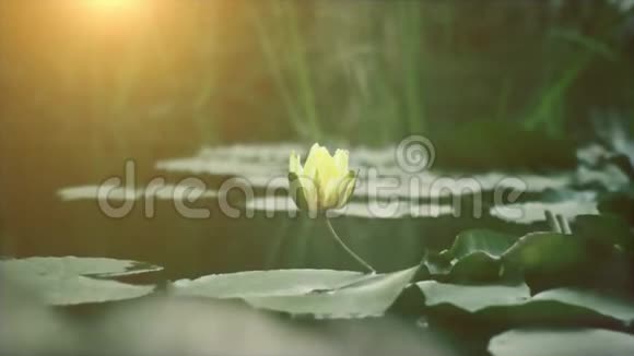 湖上的郁金香视频的预览图