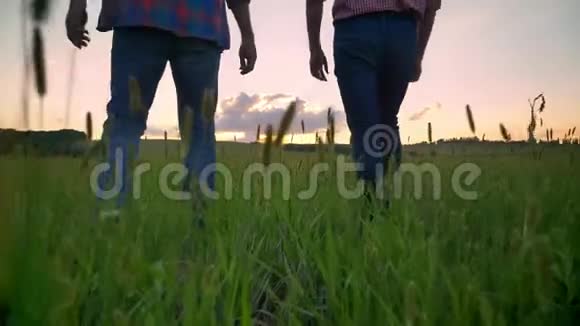 年轻人与老父亲一起在麦田或麦田前散步夕阳下美丽的大自然视频的预览图