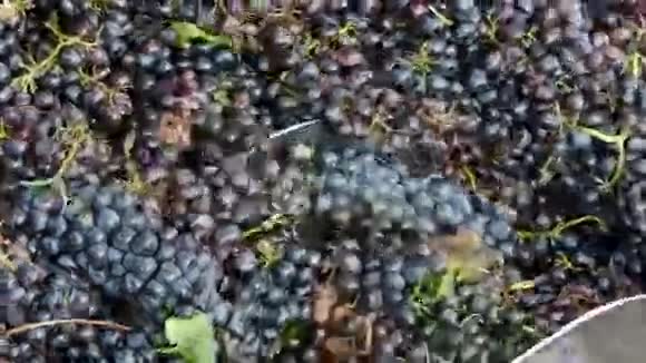 酒厂的碎葡萄机视频的预览图