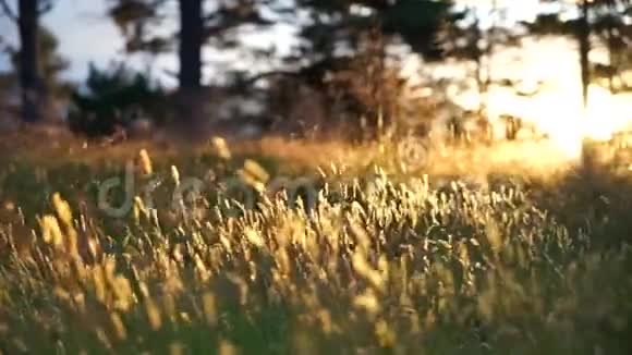 夕阳下绿林开花金草前景随风缓慢移动视频的预览图