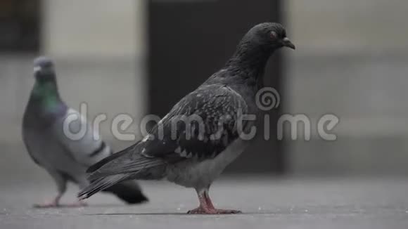纽约的鸽子视频的预览图