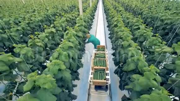一个温室工人正在收集熟黄瓜健康生态产品理念视频的预览图