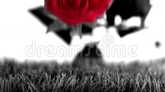 红玫瑰落在灰色的地面上视频的预览图