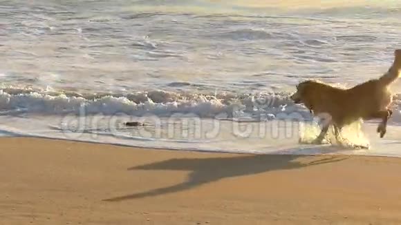沙滩黄金猎犬追犬玩具视频的预览图