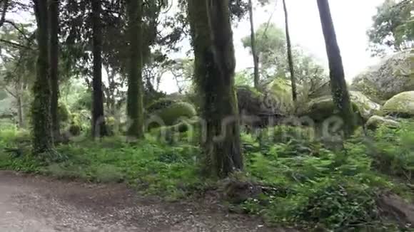 森林中的一条小径视频的预览图