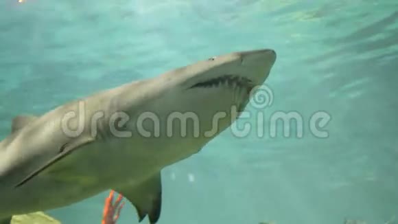水族馆里的鲨鱼视频的预览图