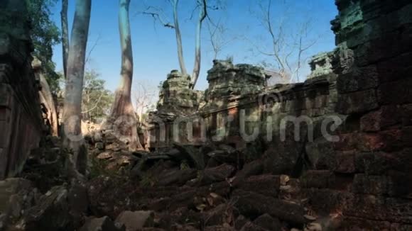 柏拉汗译为圣剑柬埔寨暹粒寺庙的树木和废墟视频的预览图
