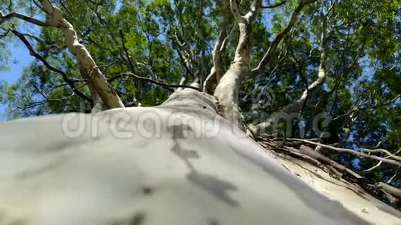 从下面看到的树视频的预览图