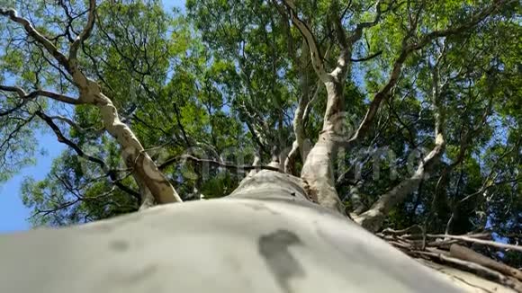 从下面看到的树视频的预览图